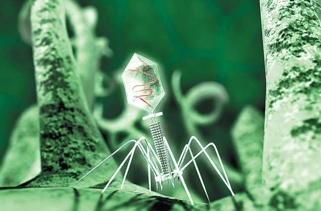 Фото - Ростех разработал первый в мире универсальный бактериофаг для борьбы с инфекциями