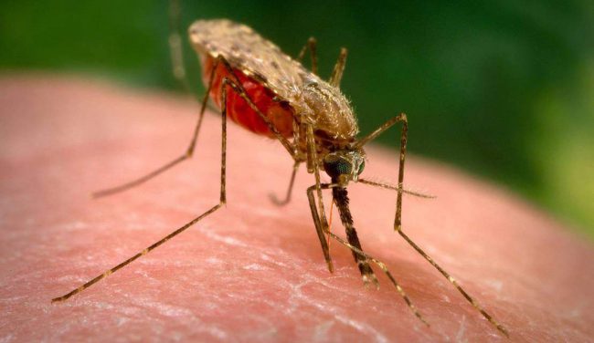 Фото - В США комаров будут уничтожать с помощью бактериологического оружия