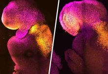 Фото - Биологам удалось вырастить эмбрион с сердцем и мозгом без яйцеклетки