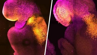Фото - Биологам удалось вырастить эмбрион с сердцем и мозгом без яйцеклетки