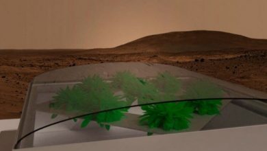 Фото - Какие растения можно вырастить в марсианском грунте?
