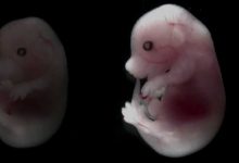 Фото - Ученые превратили стволовые клетки в эмбрионы — как такое возможно?