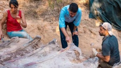 Фото - В Португалии найден скелет динозавра ростом с высотное здание