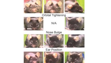 Фото - Американцы научили компьютер чувствовать уровень боли мышей по выражению морды