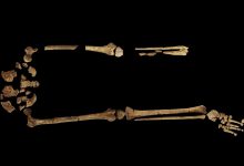 Фото - Археологи обнаружили древнейший скелет со следами сложной операции