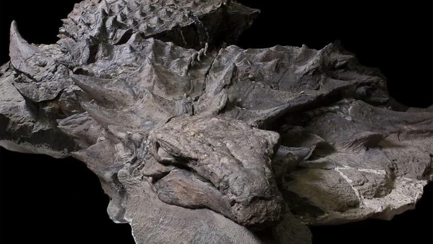Фото - Найдена самая старая мумия динозавра