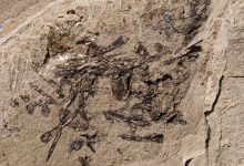 Фото - Палеонтологи обнаружили окаменелую рвоту древней рыбы