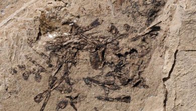 Фото - Палеонтологи обнаружили окаменелую рвоту древней рыбы