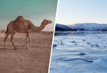 Фото - «Росатом» предложил поселить в арктике верблюдов, чтобы победить глобальное потепление