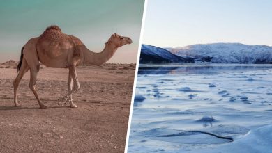 Фото - «Росатом» предложил поселить в арктике верблюдов, чтобы победить глобальное потепление