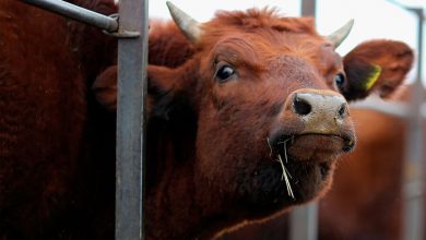 Фото - Российские ученые научились определять коров, пригодных для производства сыра