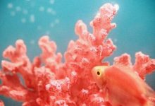 Фото - Ученые совершили крупный прорыв в спасении карибских кораллов