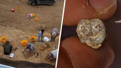 Фото - В Грузии обнаружили зуб древнего человека возрастом 1,8 млн лет