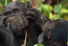 Фото - Зоологи: обезьяны в зоопарках во время пандемии меньше ели и чаще спаривались