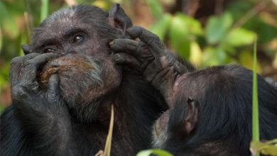 Фото - Зоологи: обезьяны в зоопарках во время пандемии меньше ели и чаще спаривались