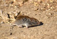 Фото - Зоологи обнаружили, что горные шерстистые мыши лучше растут под дождем