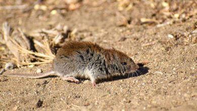Фото - Зоологи обнаружили, что горные шерстистые мыши лучше растут под дождем