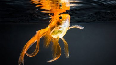 Фото - Биологи обнаружили, что у золотых рыбок отличная память на расстояние