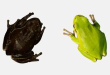 Фото - Биологи обнаружили живых чернобыльских лягушек, почерневших от радиации