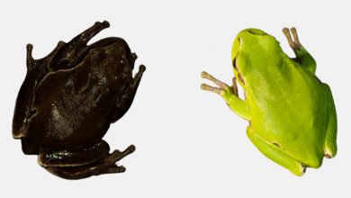 Фото - Биологи обнаружили живых чернобыльских лягушек, почерневших от радиации