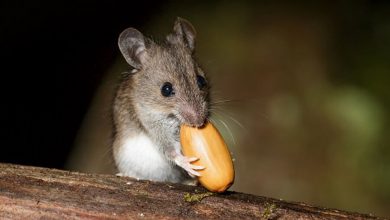 Фото - Биологи помогли мышам отказаться от вкусной еды, отключив у них определенные нейроны