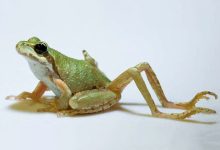 Фото - Биологи выяснили, почему паразиты превращают лягушек в «мутантов» со множеством ног