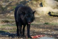 Фото - Биологи выяснили причину распространения черных волков в Америке