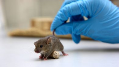 Фото - Daily Mail: в США создали вариант COVID со смертностью у мышей в 80%