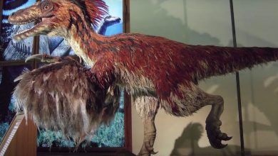 Фото - Палеонтологи обнаружили крупнейшего динозавра-страуса весом 800 кг