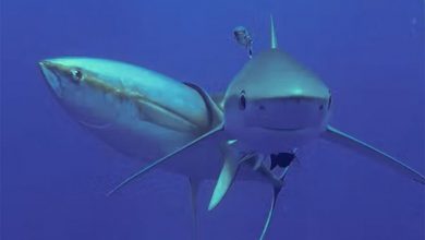 Фото - Ученые сняли на фото чесание тунца об акулу