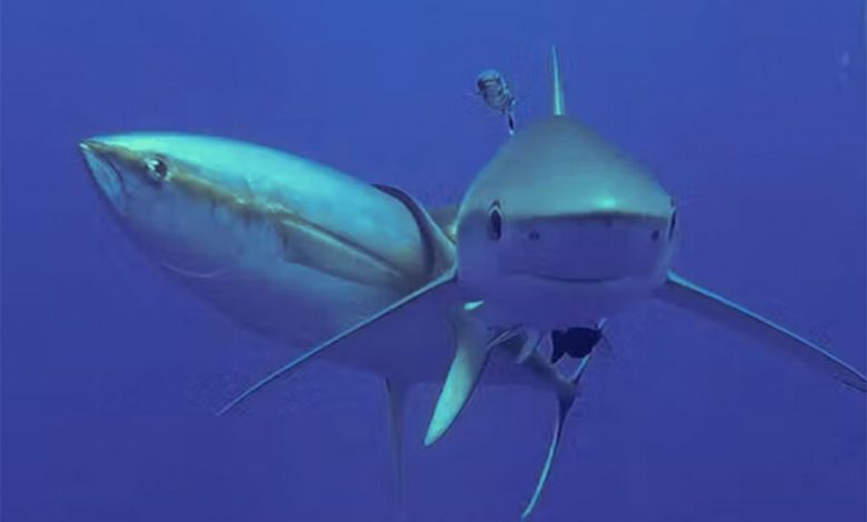 Фото - Ученые сняли на фото чесание тунца об акулу