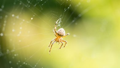 Фото - Биологи обнаружили, что самки пауков регулируют привлекательность своей паутины для самцов