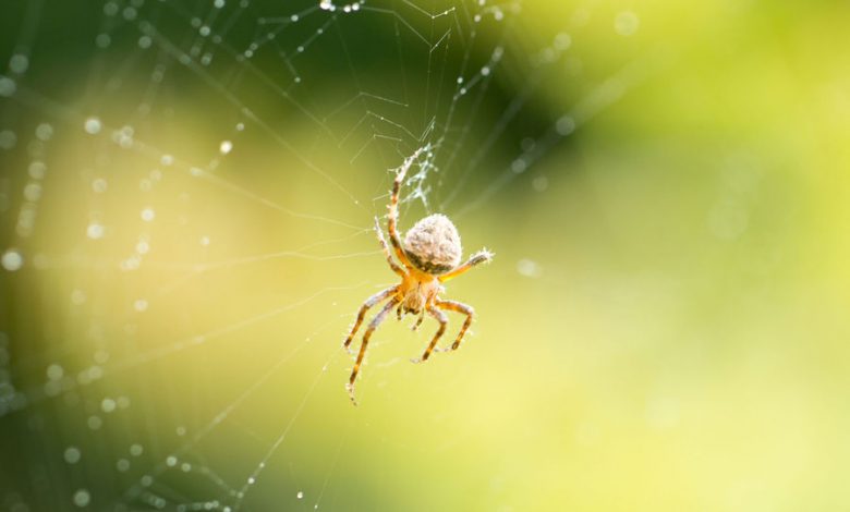 Фото - Биологи обнаружили, что самки пауков регулируют привлекательность своей паутины для самцов