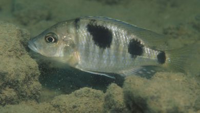 Фото - Биологи выяснили, что прячущие мальков во рту рыбы съедают половину для облегчения материнства