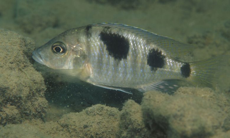 Фото - Биологи выяснили, что прячущие мальков во рту рыбы съедают половину для облегчения материнства