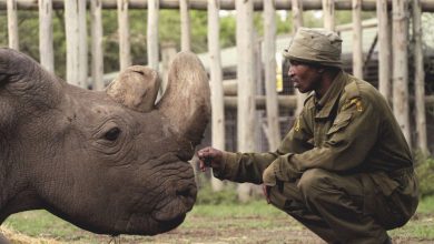 Фото - Биологи выяснили, что рога носорогов уменьшаются в размерах из-за браконьеров