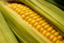 Фото - Биологи вывели сорт кукурузы, из которой получается полезный попкорн
