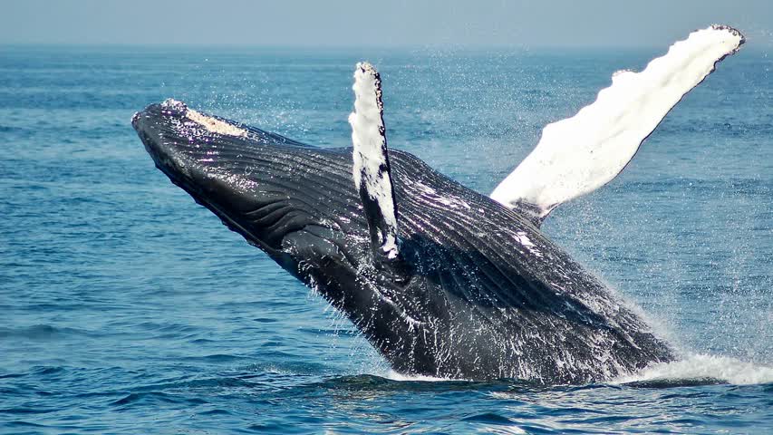 Фото - Микропластик обнаружили в организме китов