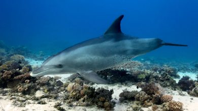Фото - Океанолог Агафонов рассказал, может ли боевой дельфин взорвать корабль