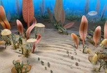 Фото - Палеонтологи выявили новое массовое вымирание 550 млн лет назад