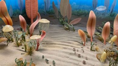 Фото - Палеонтологи выявили новое массовое вымирание 550 млн лет назад