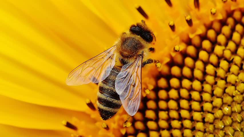 Фото - Продолжительность жизни медоносных пчел сократилась на 50 процентов